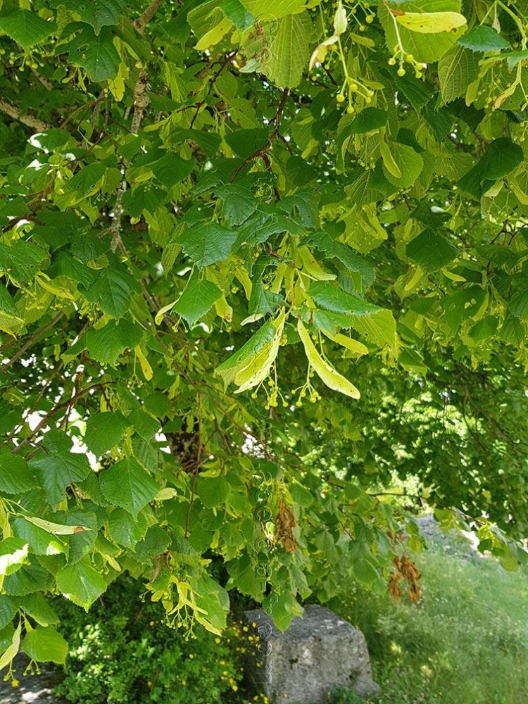 Tilleul à infusion - Tilia Cordata