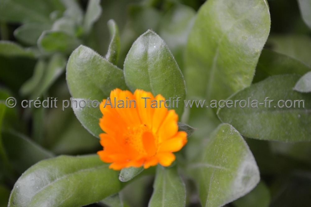 Plantes comestibles, Calendula arvensis - ACADÉMIE EUROPÉENNE DES MÉDECINES  NATURELLES