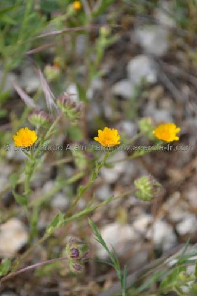 Plantes comestibles, Calendula arvensis - ACADÉMIE EUROPÉENNE DES MÉDECINES  NATURELLES