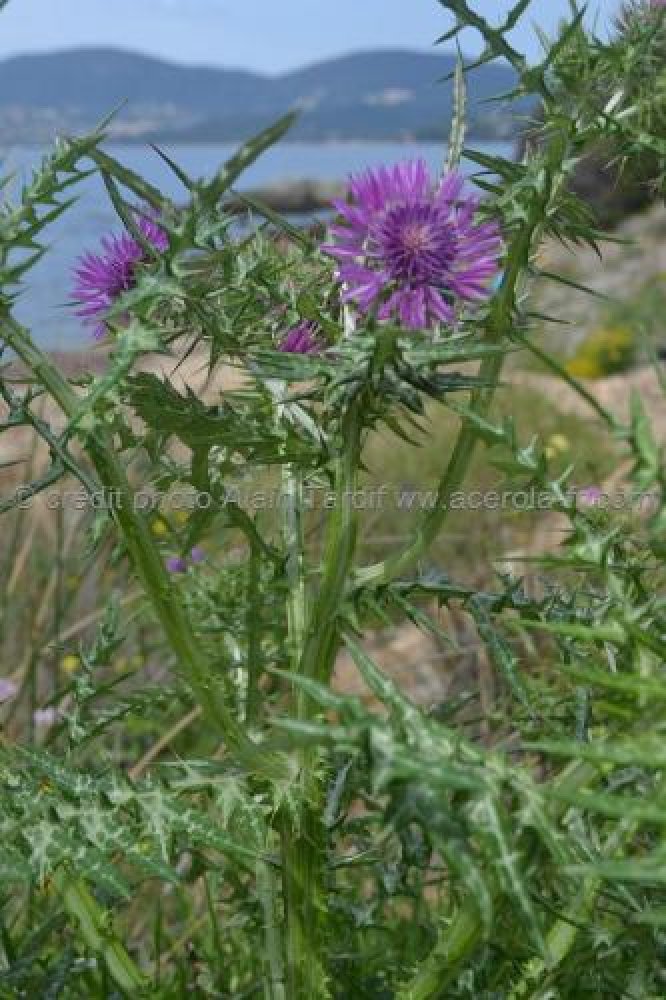 chardon vulgaire comestible